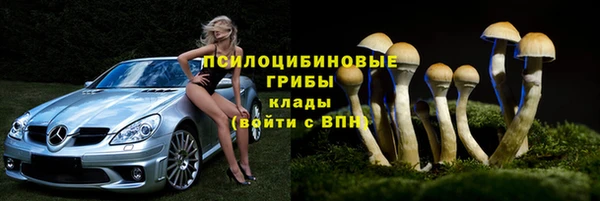 стаф Верея