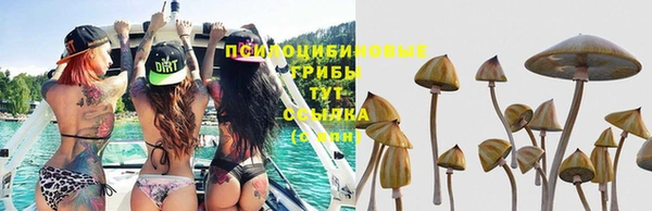 стаф Верея
